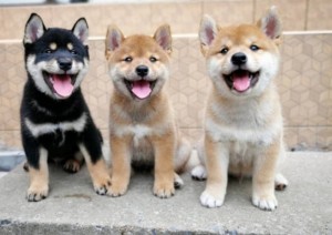 shiba inu