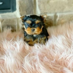 Šteniatka Yorkie na adopciu