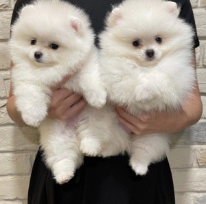 pomeranian sp