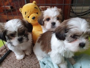 Krásny Shih Tzu