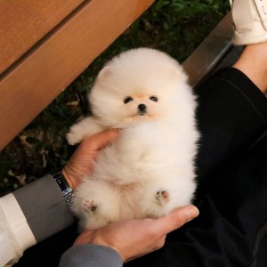Pomeranian štěně K Adopci