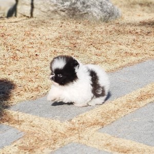 Šteniatka pomeranian na adopciu