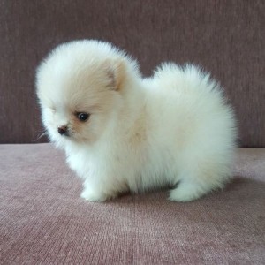 Pomeranian s PP - white