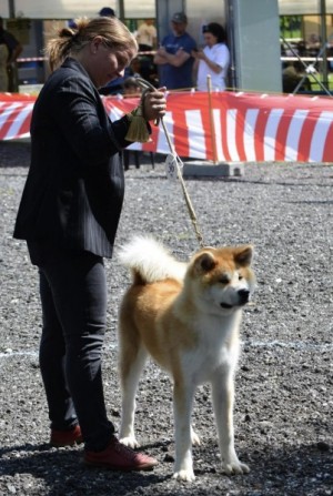 Šteniatko japonskej akity