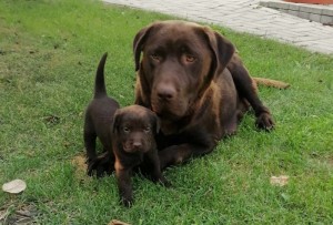 Čistokrvné šteniatka labradora 