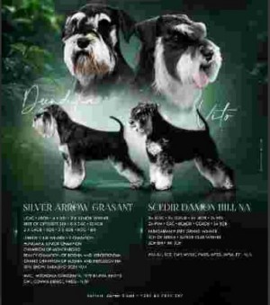 Black and silver miniature schnauzers