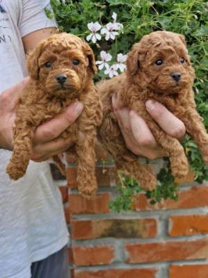 Mini poodles