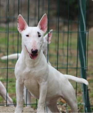  Mini bull terriers