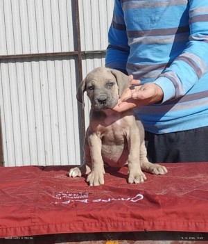 Cane corso