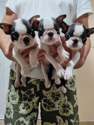 Šteniatka Boston Terrier na predaj