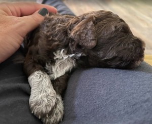 Šteniatka Lagotto Romagnolo