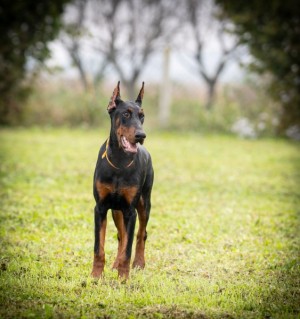 Doberman puppies for sale