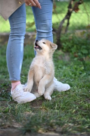 Japonské šteniatka Akita Inu