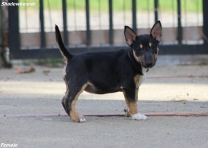 Šteniatka Mini Bull Terrier