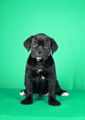 Šteniatka Cane Corso na predaj