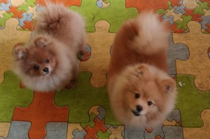 German Spitz-Pomeranian-puppies