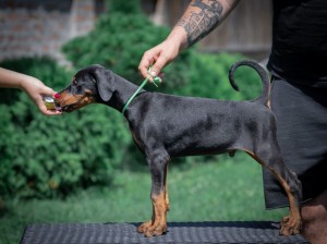 Doberman šteniatka na predaj