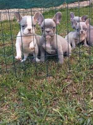 French bulldog puppies