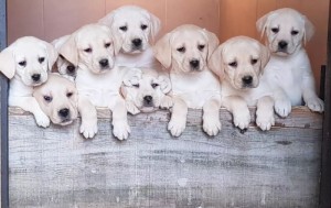 Top litter of Labradors