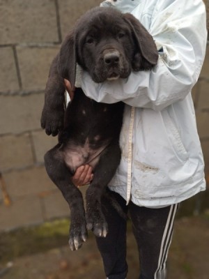 Šteniatka Bandog na predaj