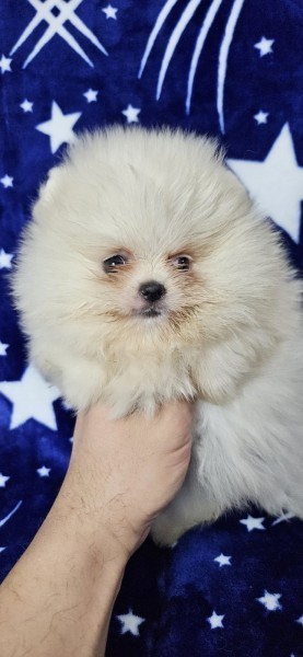 Pomeranian Boo Puppies