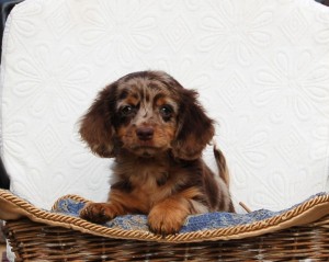 Long haired Dachshund