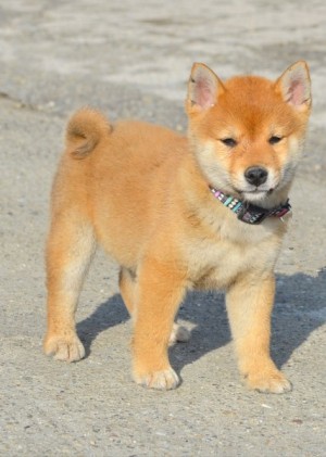 Šteniatka Shiba Inu