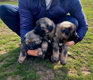 Yugoslav Shepherd Dog