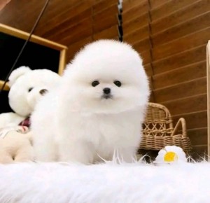 Adorable Pomeranian Puppies for Sale