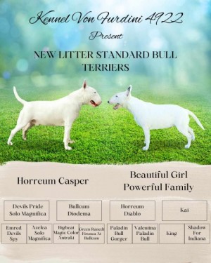 Top standard bull terrier puppies