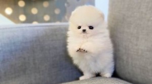 Okouzlující čajový pohár Pomeranian štěňata na prodej.