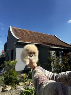 pomeranský špic šteniatka na predaj