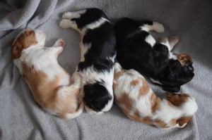 Šteniatko Cavalier King Charles Spaniel