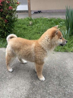Champion litter of Shiba inu