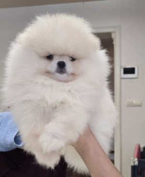 Pomeranský špic šteniatka na predaj