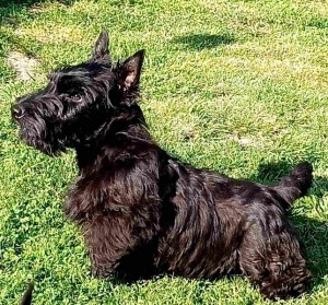 Scottish terrier puppies