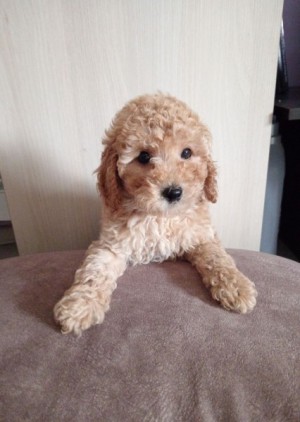 Miniature Poodles for sale
