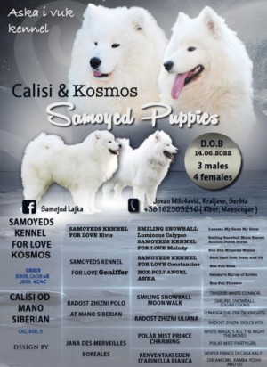 Samojed Šteniatko