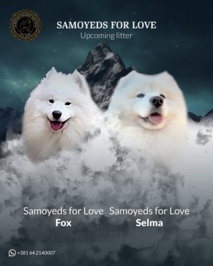 Dospelé samojedy a šteniatka na predaj