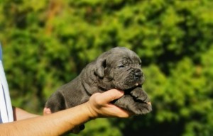 Cane Corso – fenka šteniatko