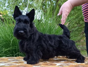 Scottish terrier puppies
