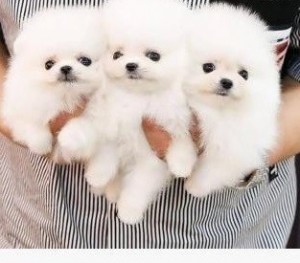 Čistokrvné šteniatka pomeraniana