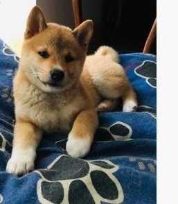 Šteniatka Shiba Inu