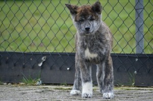 Šteniatka Akita Inu