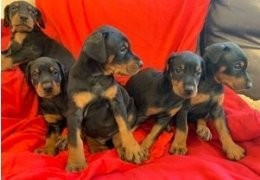 Šteniatka dobermana Kc Reg na predaj