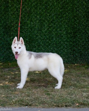 Beautiful female Siberian Husky for sale