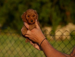 Toy and mini poodles