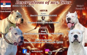  Dogo Argentino puppies