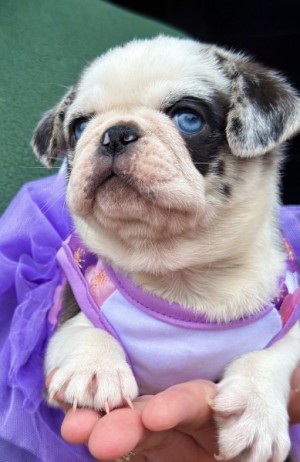 Exclusive Pug Puppies
