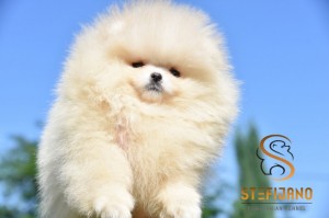 pomeranský špic šteniatka na predaj